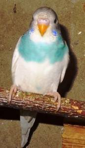 Волнистый попугай фото